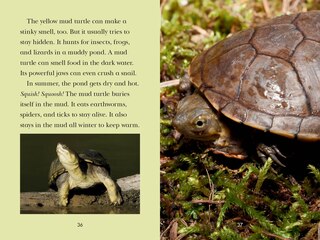 Aper&ccedil;u du contenu_Totally Turtles!