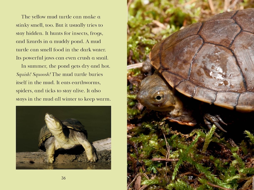 Aper&ccedil;u du contenu_Totally Turtles!