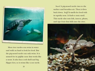 Aper&ccedil;u du contenu 2_Totally Turtles!