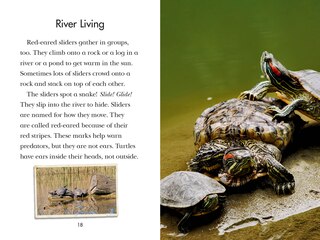 Aper&ccedil;u du contenu 3_Totally Turtles!