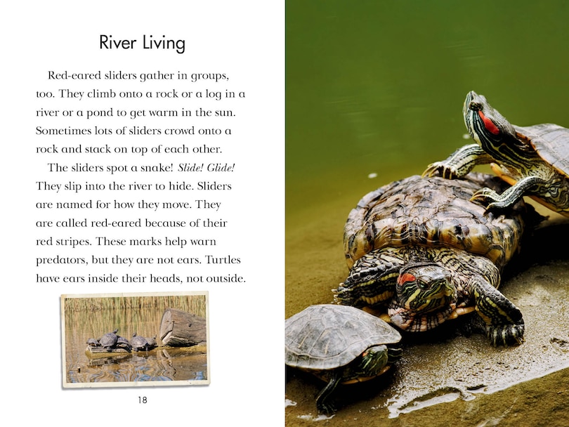 Aper&ccedil;u du contenu 3_Totally Turtles!