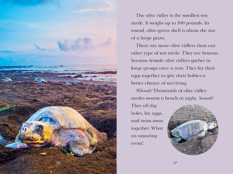 Aper&ccedil;u du contenu 4_Totally Turtles!