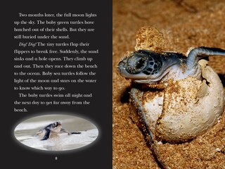 Aper&ccedil;u du contenu 5_Totally Turtles!