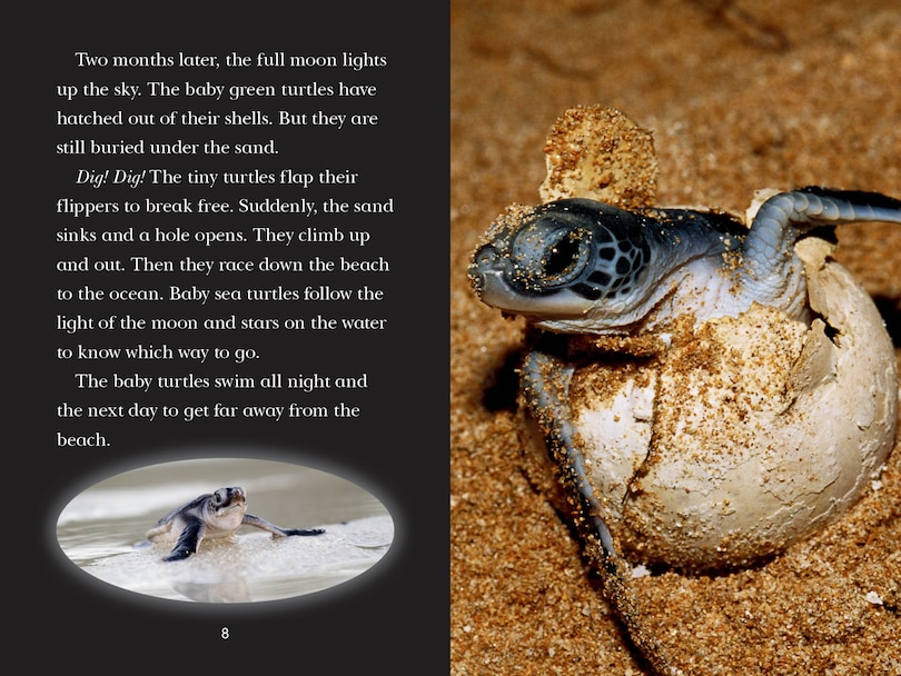 Aper&ccedil;u du contenu 5_Totally Turtles!