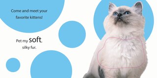 Aper&ccedil;u du contenu 3_Touch And Feel: Kitten