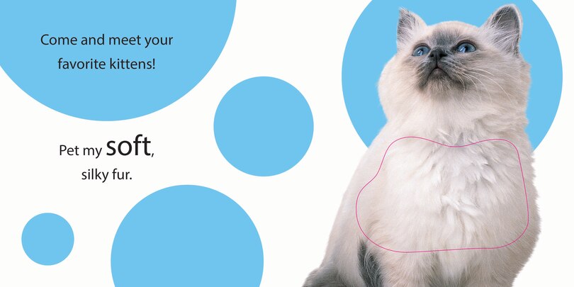 Aper&ccedil;u du contenu 3_Touch And Feel: Kitten