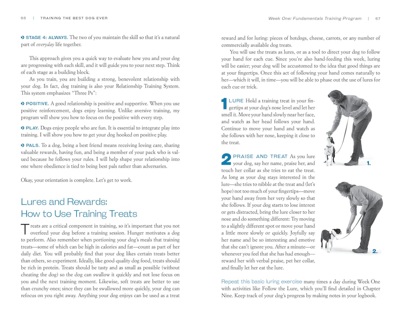 Sample content_Training the Best Dog Ever