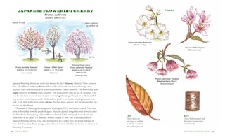 Sample content 3_The Tree Book for Kids and Their Grown-Ups