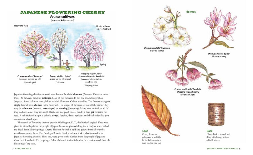 Sample content 3_The Tree Book for Kids and Their Grown-Ups