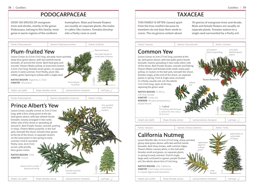 Sample content 2_Trees