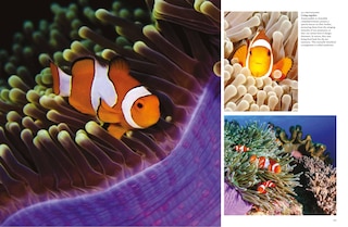 Sample content_Tropical Fish