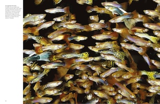 Sample content 2_Tropical Fish