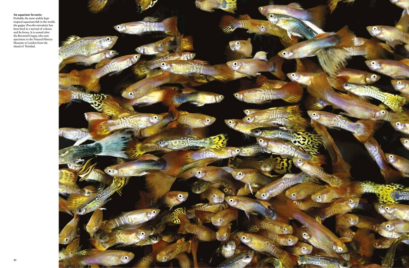 Sample content 2_Tropical Fish