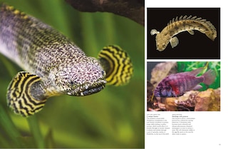 Sample content 3_Tropical Fish