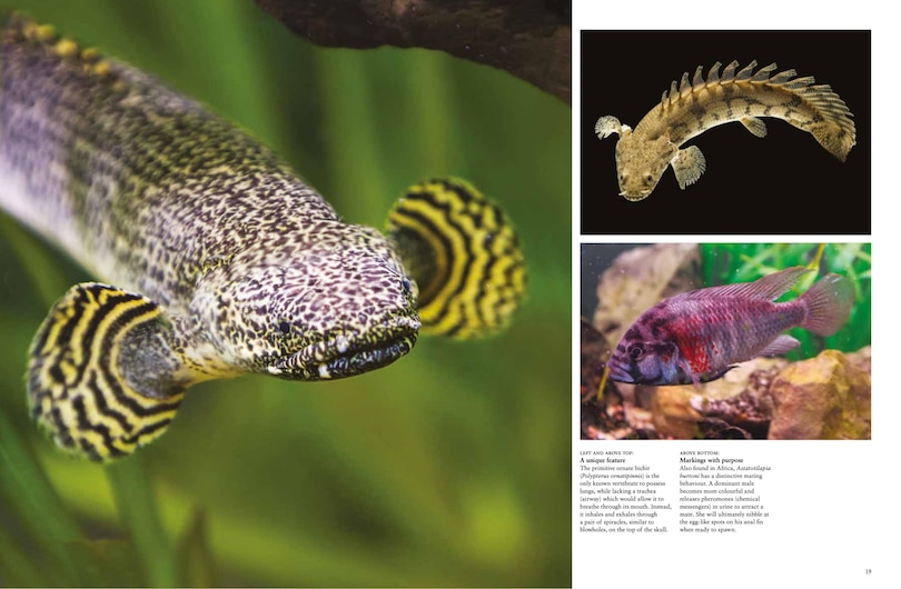 Sample content 3_Tropical Fish