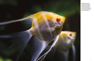 Sample content 4_Tropical Fish