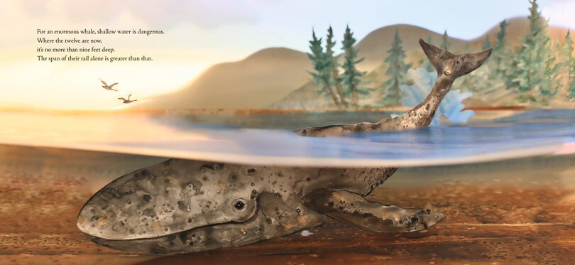Sample content 2_Twelve Daring Grays: A Whale Migration Adventure