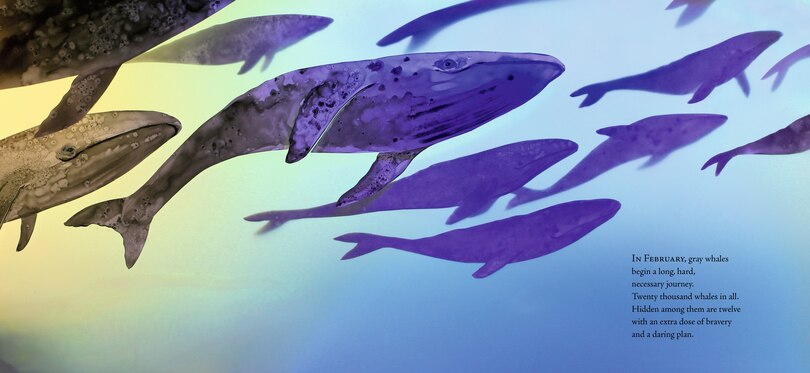 Sample content 3_Twelve Daring Grays: A Whale Migration Adventure