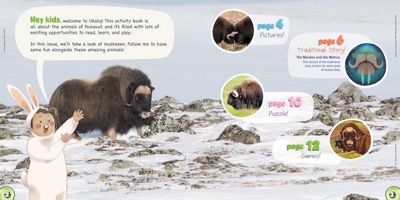 Sample content 2_Ukaliq: Muskoxen!