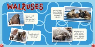 Sample content 4_Ukaliq: Walruses!