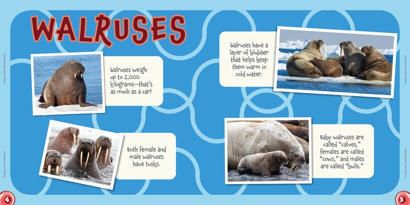 Sample content 4_Ukaliq: Walruses!