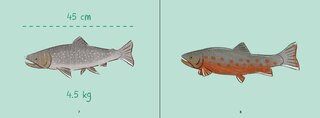 Sample content 3_Uliaq's Amazing Animals: Arctic Char