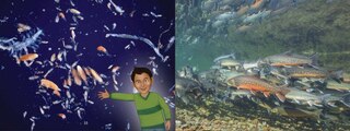 Sample content 5_Uliaq's Amazing Animals: Arctic Char