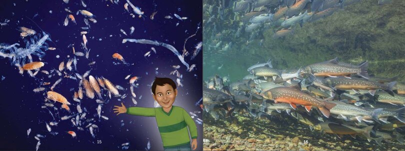 Sample content 5_Uliaq's Amazing Animals: Arctic Char