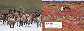 Aperçu du contenu 5_Uliaq's Amazing Animals: Caribou