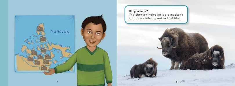 Sample content 5_Uliaq's Amazing Animals: Muskox