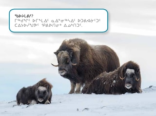 Aper&ccedil;u du contenu 3_Uliaq's Amazing Animals: Muskox