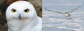 Sample content_Uliaq's Amazing Animals: Snowy Owl