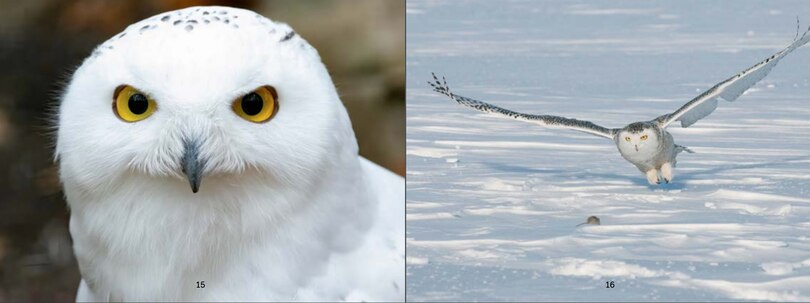 Sample content_Uliaq's Amazing Animals: Snowy Owl