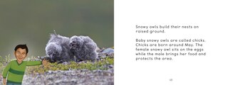 Sample content 2_Uliaq's Amazing Animals: Snowy Owl