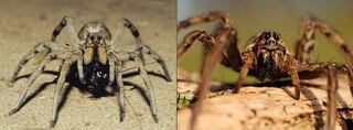 Aperçu du contenu 4_Uliaq's Amazing Animals: Wolf Spider