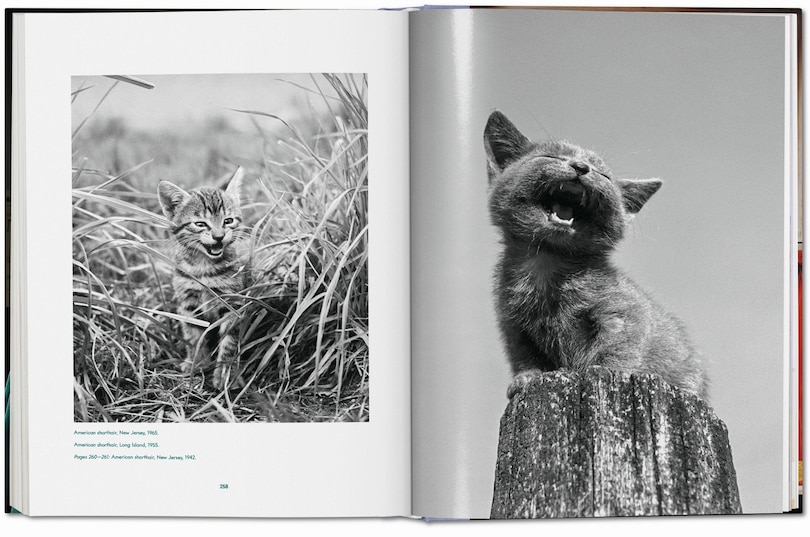 Aperçu du contenu 2_Walter Chandoha. Cats. Photographs 1942–2018
