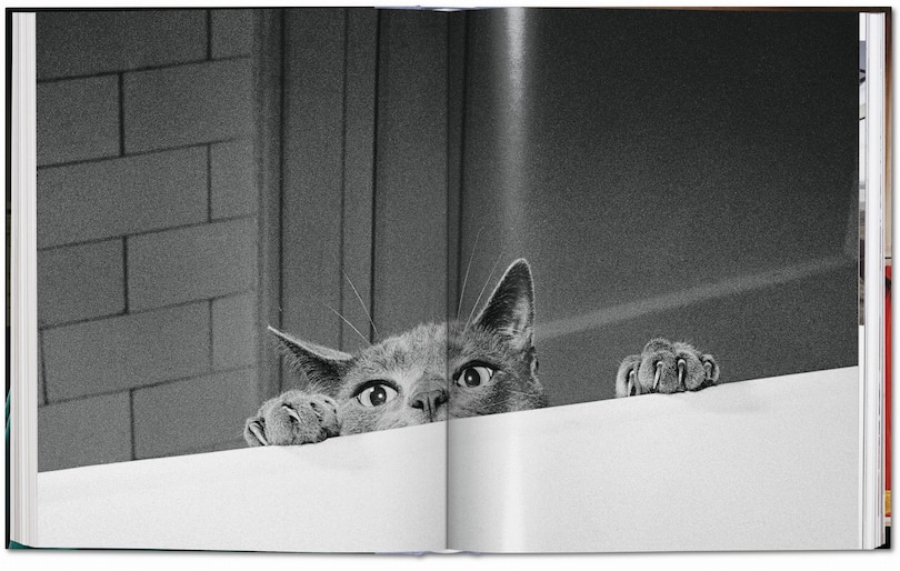 Aperçu du contenu 5_Walter Chandoha. Cats. Photographs 1942–2018