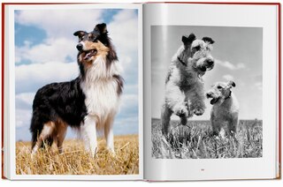 Sample content 2_Walter Chandoha. Dogs. Photographs 1941–1991