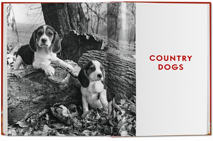 Sample content 3_Walter Chandoha. Dogs. Photographs 1941–1991
