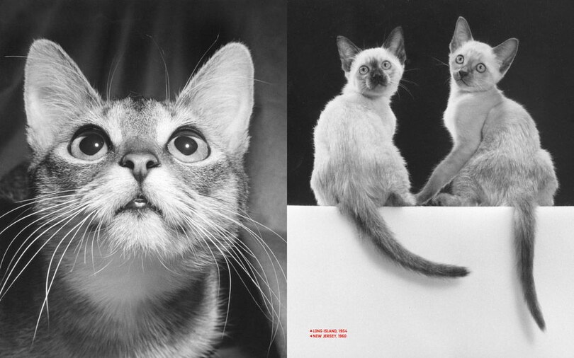 Walter Chandoha: Family Cats: From The Archive 1949-1968 ('tp') | Indigo