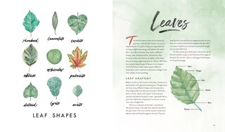 Aperçu du contenu 5_Watercolor Botanicals