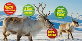 Aper&ccedil;u du contenu_Weird But True! Christmas: Expanded Edition