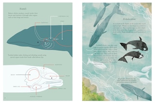 Sample content 5_Whales and Us