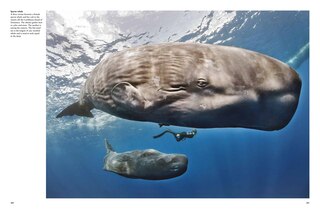 Sample content_Whales & Dolphins