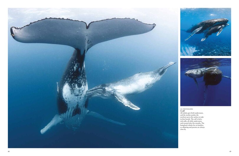 Sample content 2_Whales & Dolphins