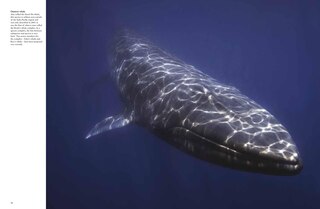 Sample content 3_Whales & Dolphins