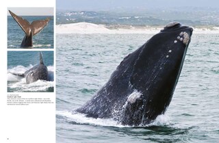 Sample content 4_Whales & Dolphins
