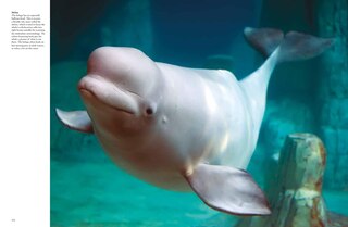 Sample content 5_Whales & Dolphins