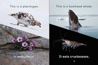 Sample content 3_What Arctic Animals Eat