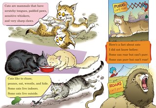 Sample content 2_What Cat Is That? All About Cats